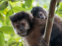 Singes d'Iguazu