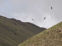Condor