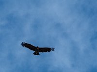 Condor