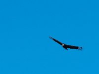 Condor