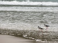 Balade sur la plage