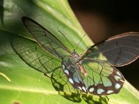 Papillon greta oto
