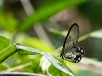 papillon greta oto